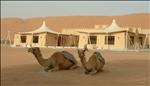 camels in the desert, oman